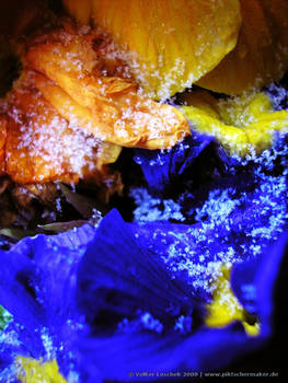 Frozen Flowers