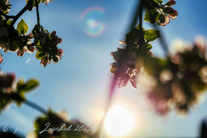 Cherryblossom in the sun