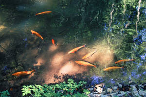 pond in the woods with fish