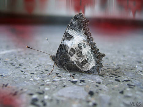 Butterfly Of Death