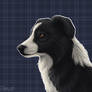 Border collie portrait