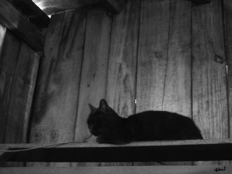 Alone black cat...