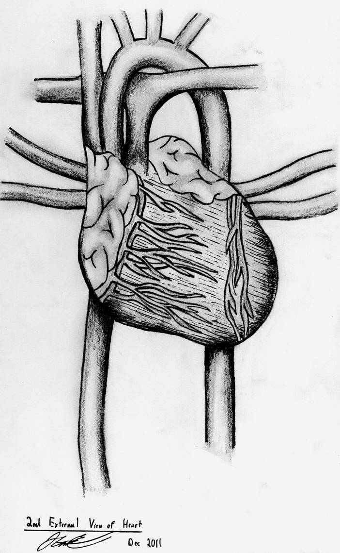 External Anatomy of Heart by John-Cannon on DeviantArt