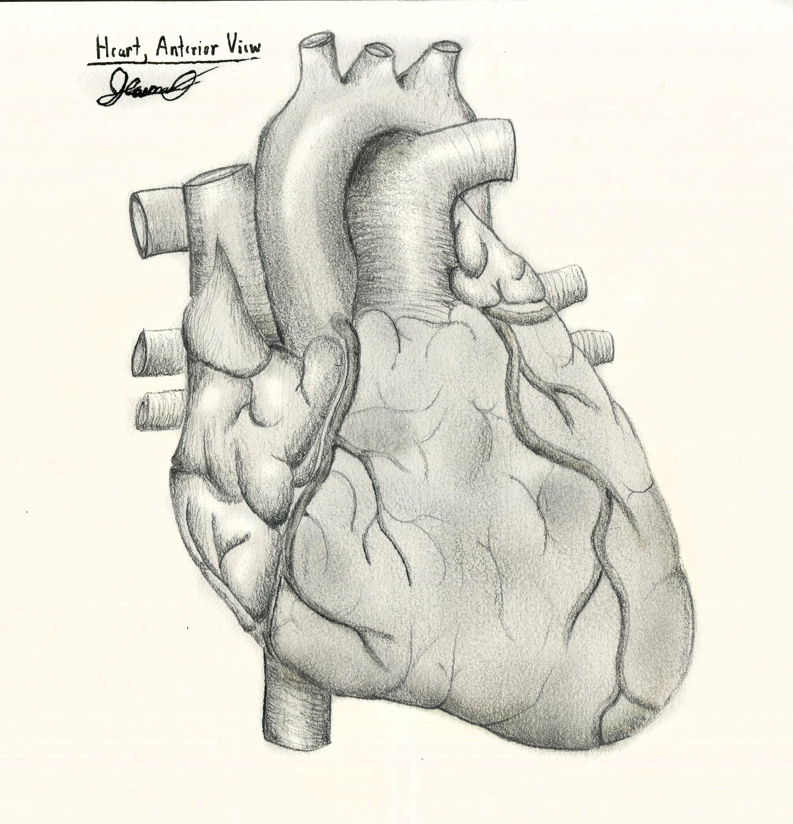 Heart, Anterior View by John-Cannon on DeviantArt