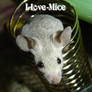 I-Love-Mice