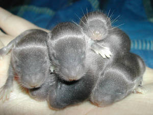 Mice Babys