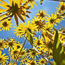 roof of flowers