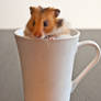 A cup of hamster
