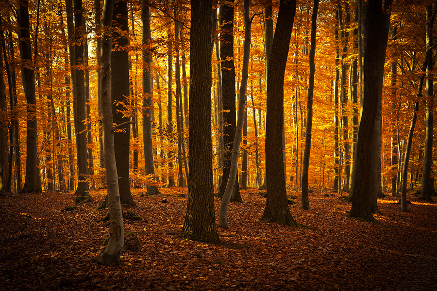 Amber by MarvinDiehl Amber by MarvinDiehl