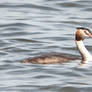 Grebe