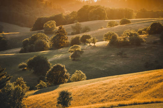 Fields of Gold