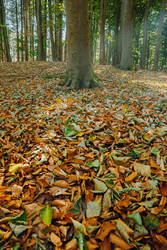 Climate Change: German Drought