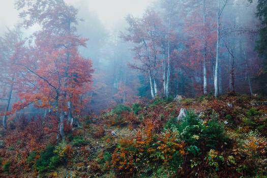 Forest of the living memory