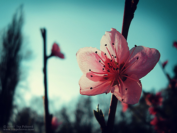 Pink Peach Blossom