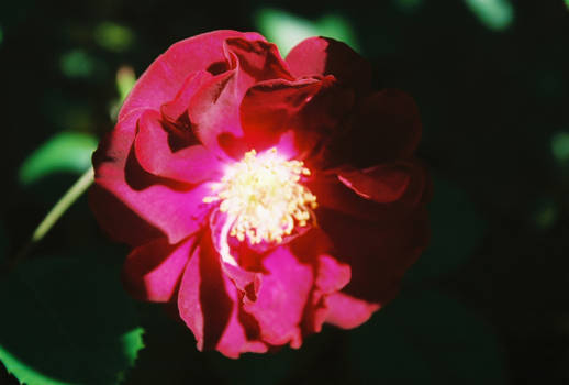 Blood Red Flower