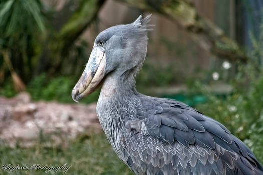 Shoebill