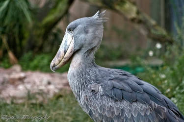 Shoebill