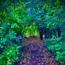 Purple Path Through The Emerald Forest 