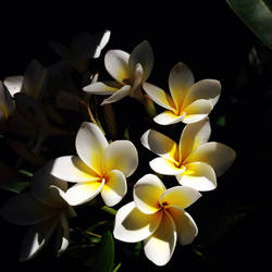 Plumeria in the parent's house this year