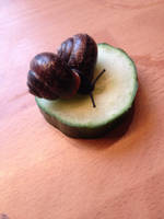 Snail love