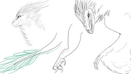Raptor Drawings