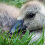 Baby Goose