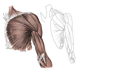 ANATOMY - Shoulder and Bicep Muscles