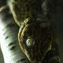 Tokay gecko