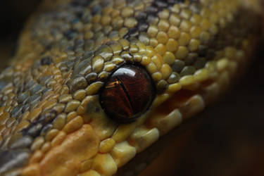 Eye of the sauron snake by Hotenttotta