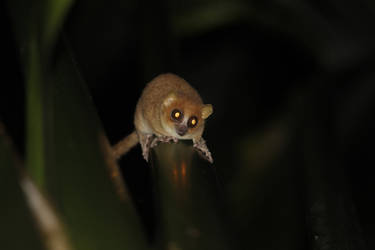 Claires mouse lemure