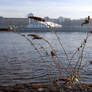 Reeds On Water