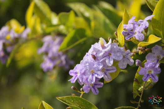 Purple Flower