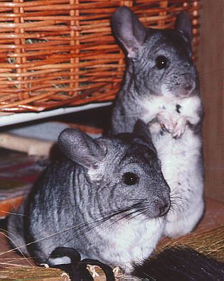 2 Chinchillas posing - Vchilla