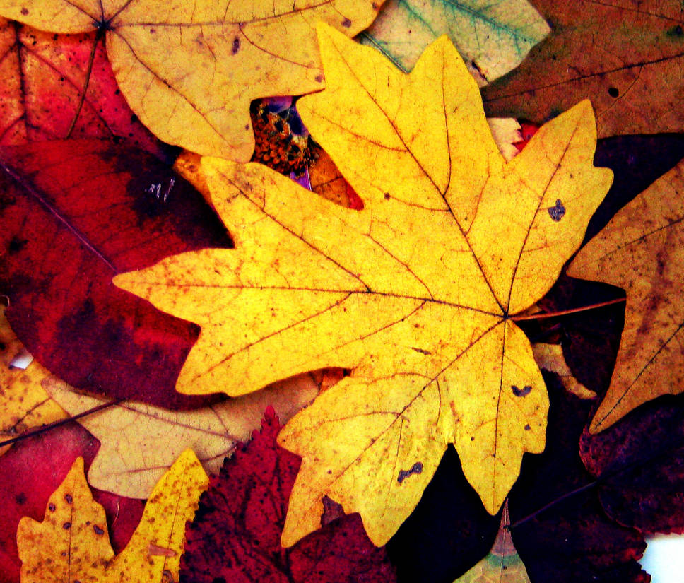This is my autumn. Leaves of memory by AnnaArmona