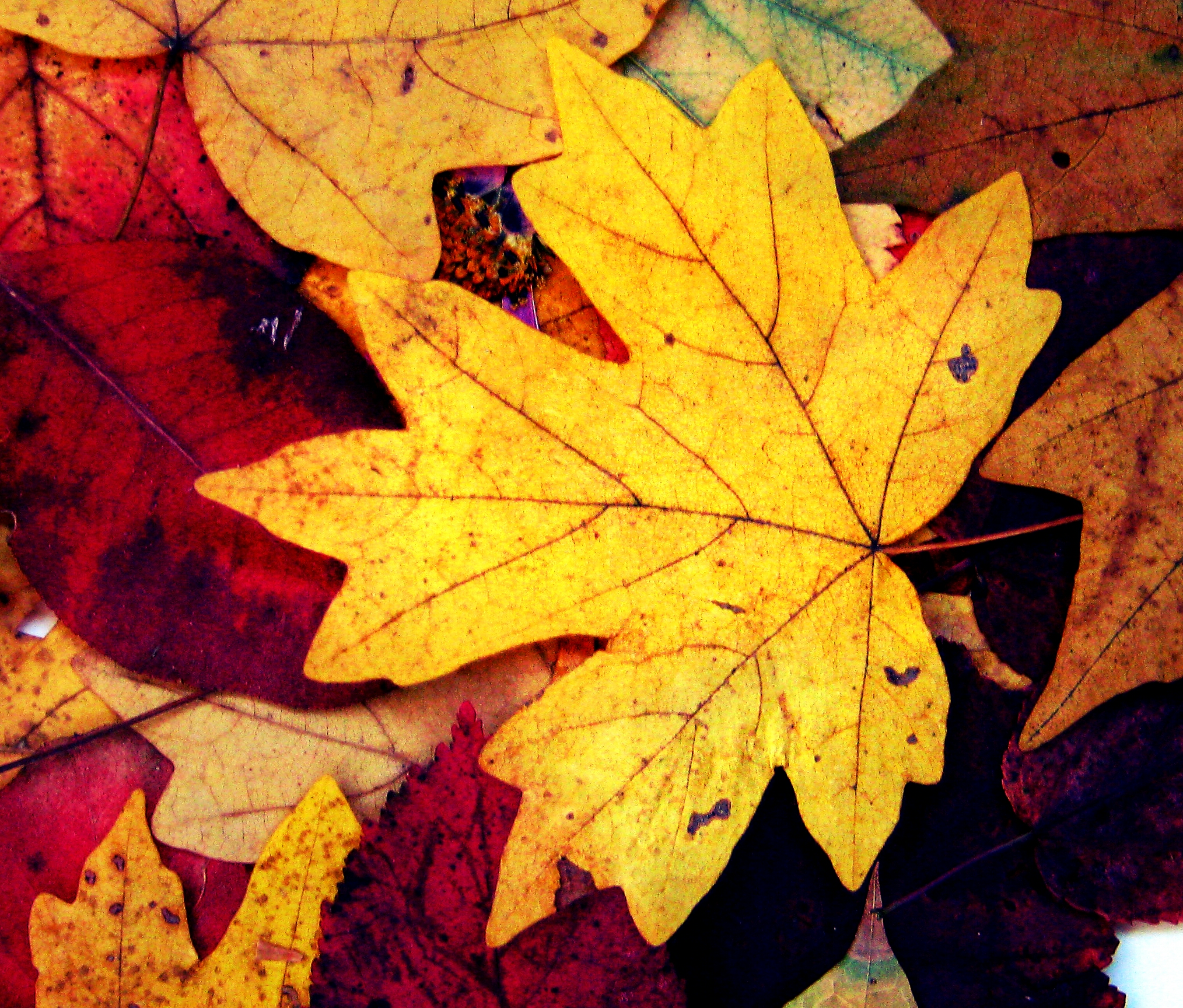 This is my autumn. Leaves of memory by AnnaArmona