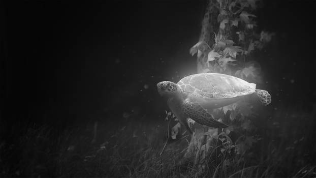 Turtletoise b/w