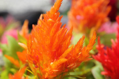 Orange Flora