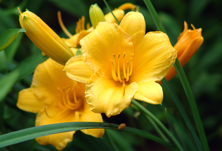 Golden Lily -- Closeup by babygurl83