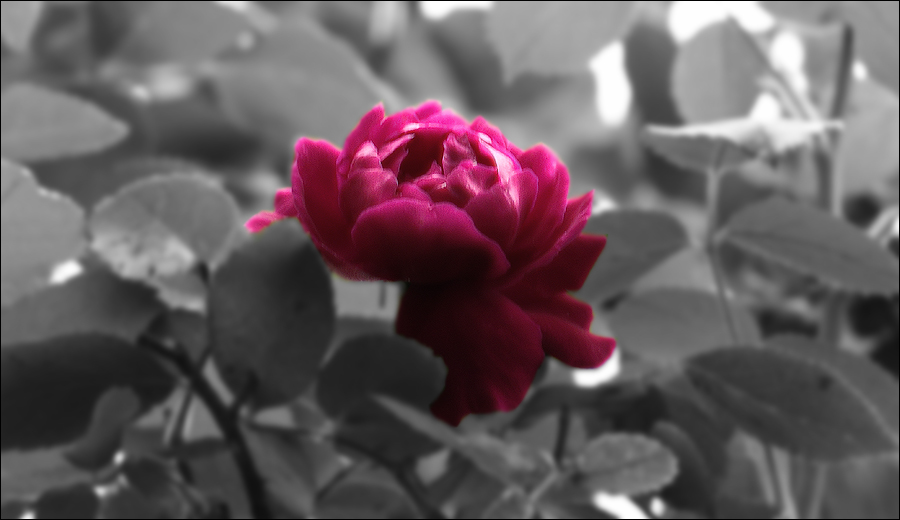 Broken Rose by babygurl83