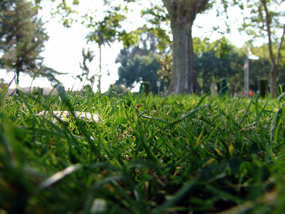 Through the Grass