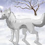 Wolf  snow