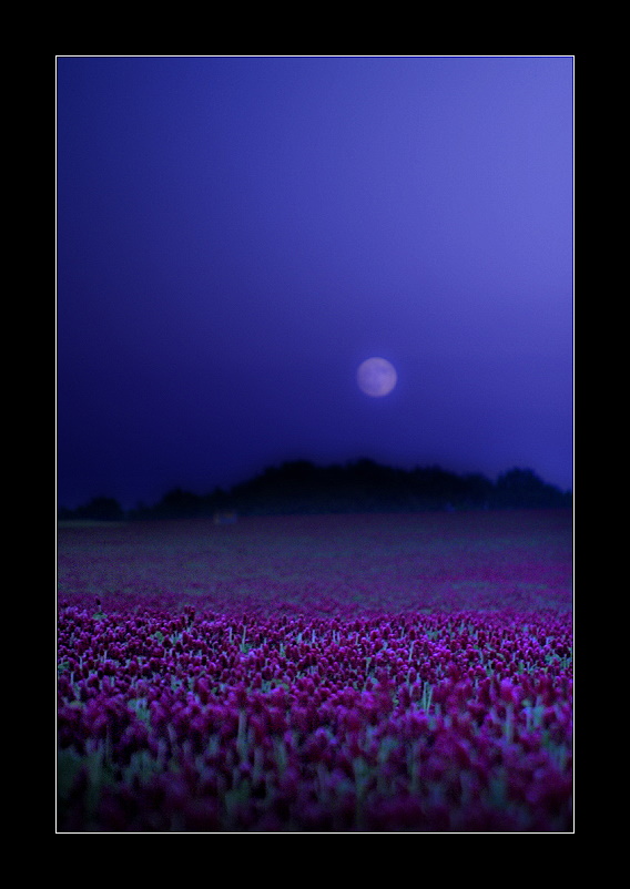 Purple Moonfield