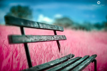 Bench within pink fields by Torsten-Hufsky