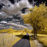 Yellow Tree II
