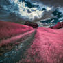 Way to the farm - Pink