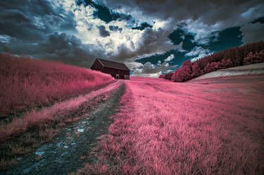 Way to the farm - Pink