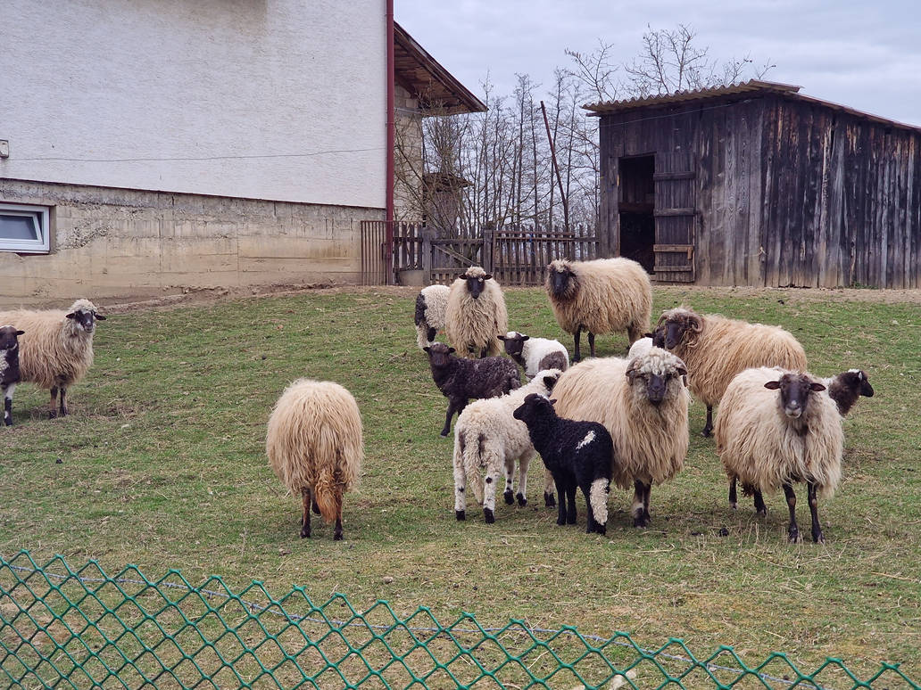Sheep And Rooks The Sheeps by IronJoka on DeviantArt