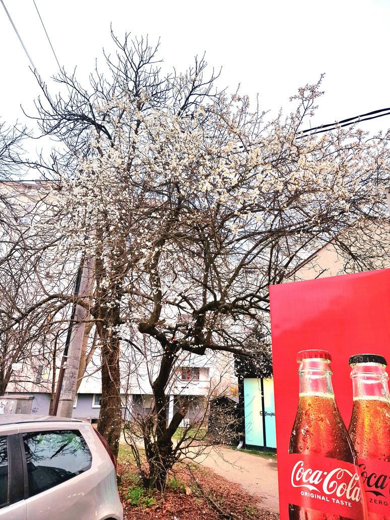 The Coca-cola tree by IronJoka on DeviantArt