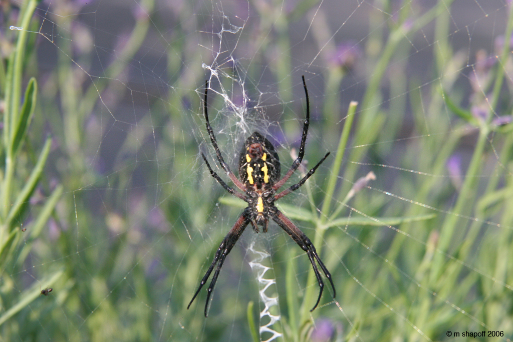 Spider in a Lavender field