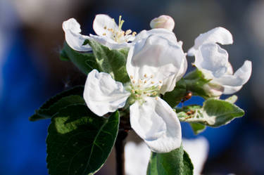 apple blossom